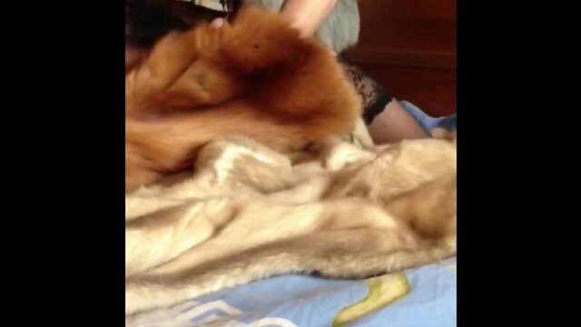 sissy in color fox coat on mummy’s minks