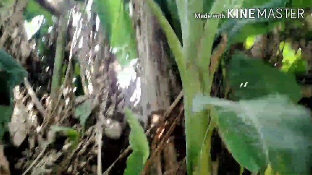 Village desi big hot lingam